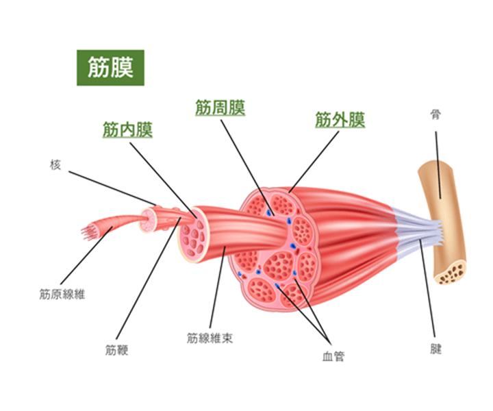 筋膜の癒着 ってなに 保存版 Corefit公式オンラインストア コアフィット 変化できる女性は美しい B By C 株式会社