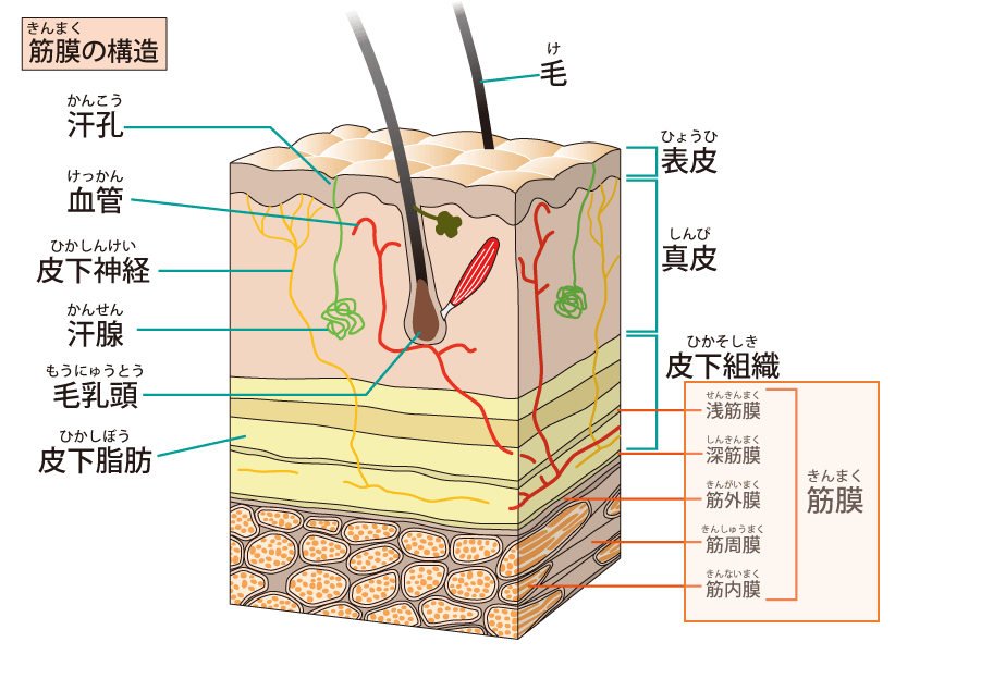 筋膜の構造_筋膜リリース