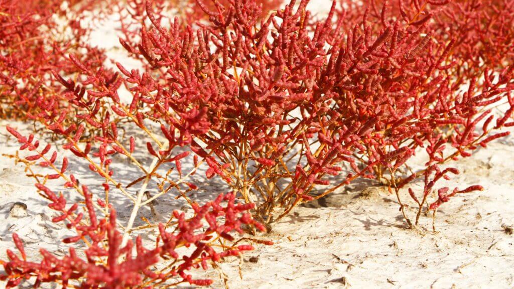 switcher-akkeshisou2